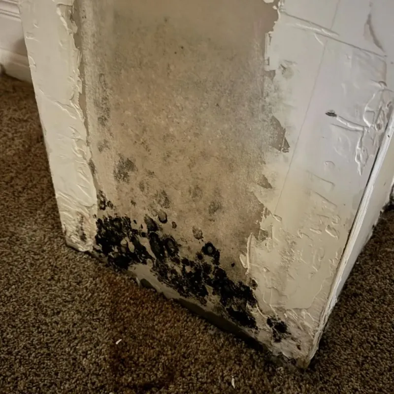 Professional Mold Removal in Darlington, WI
